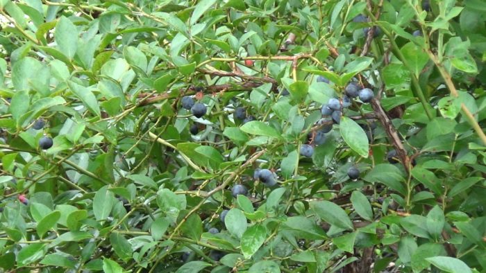 マザー牧場 ブルーベリー