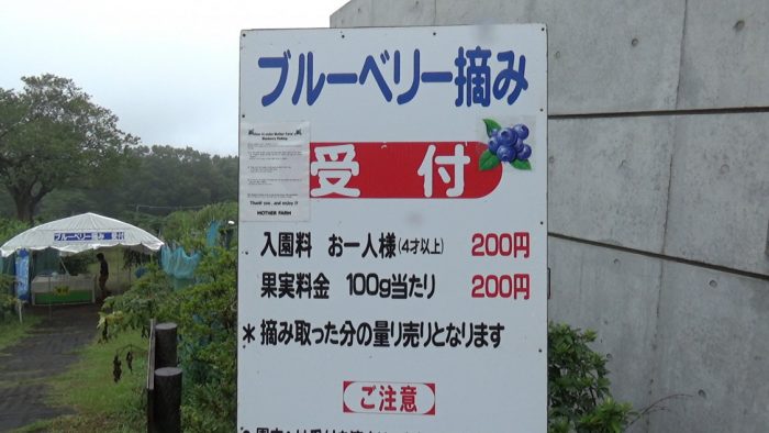 マザー牧場 ブルーベリー摘み料金表