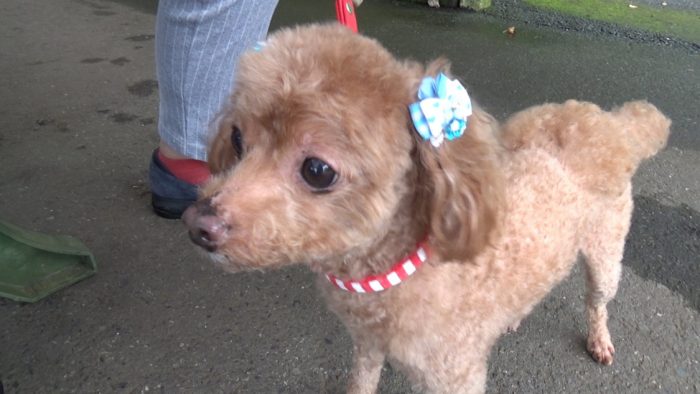 マザー牧場 休憩中のマオ