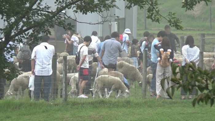 マザー牧場 羊のふれあいエリア
