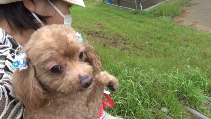 マザー牧場 抱えられるマオ