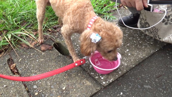 マザー牧場 水飲み場で水を飲むマオ