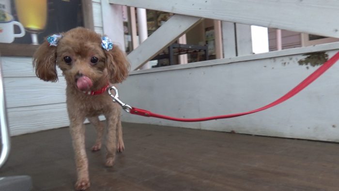 マザー牧場 屋根付きテラス