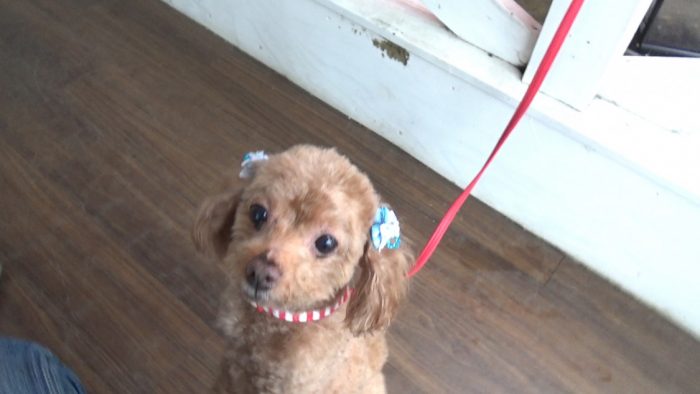 マザー牧場 食べ物を欲しがるマオ