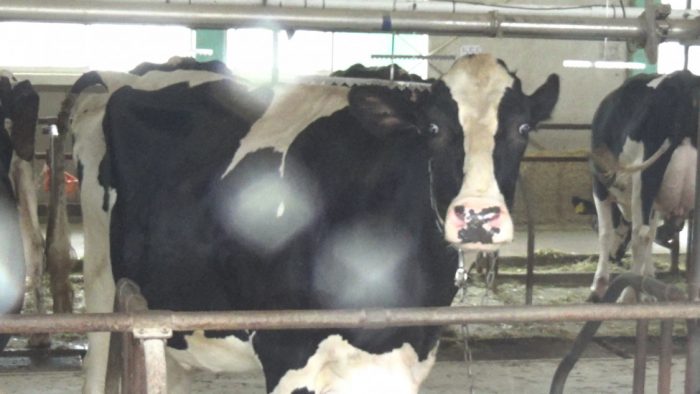 マザー牧場 ホルスタイン