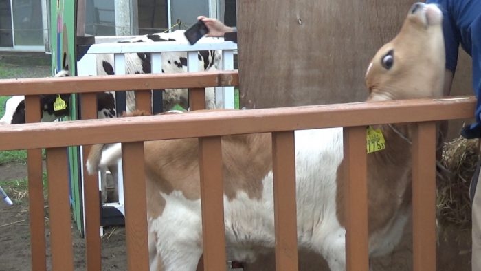 マザー牧場 飼育員に甘える仔牛