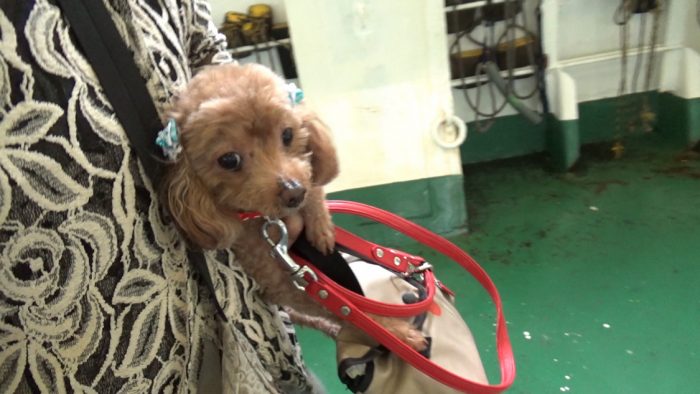 東京湾フェリー いよいよ甲板へ