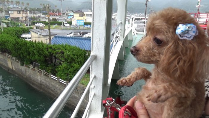 東京湾フェリー 出船前のマオ