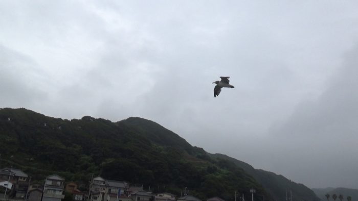 東京湾フェリー かもめ