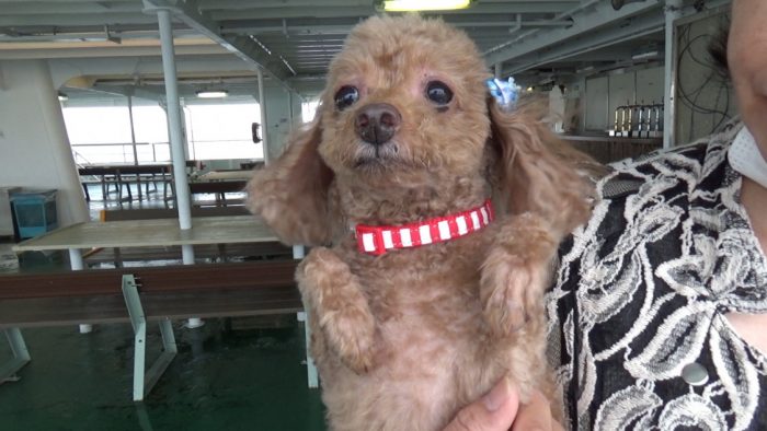 東京湾フェリー ちょび髭マオ