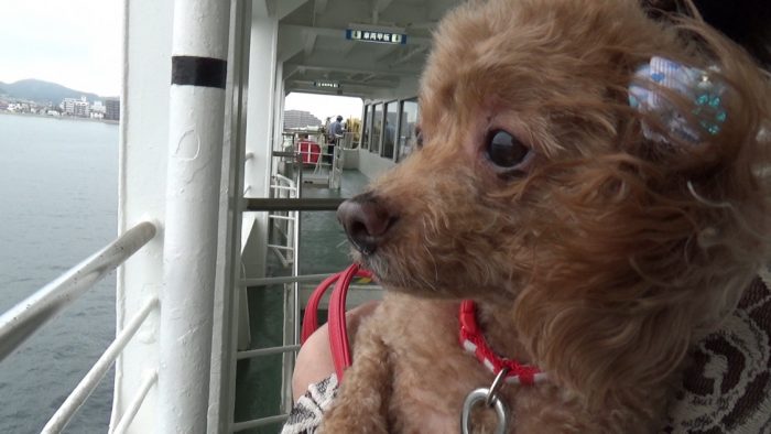 東京湾フェリー たそがれるマオ