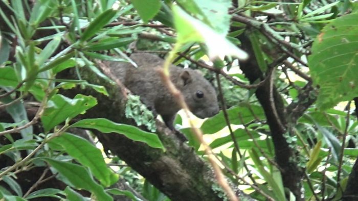 鎌倉大仏(高徳院) リス
