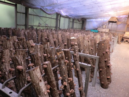 高槻しいたけセンターのハウス