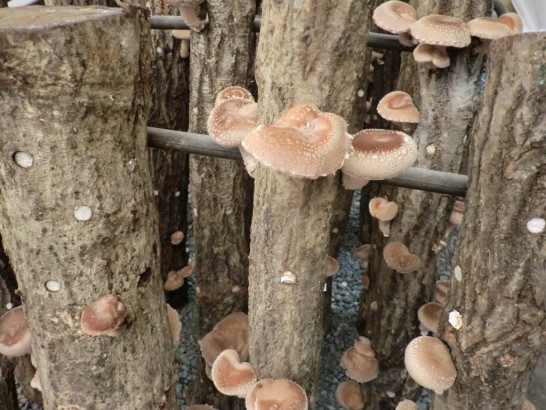 高槻しいたけセンターの原木