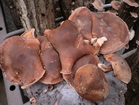 高槻しいたけセンターの大きなしいたけ