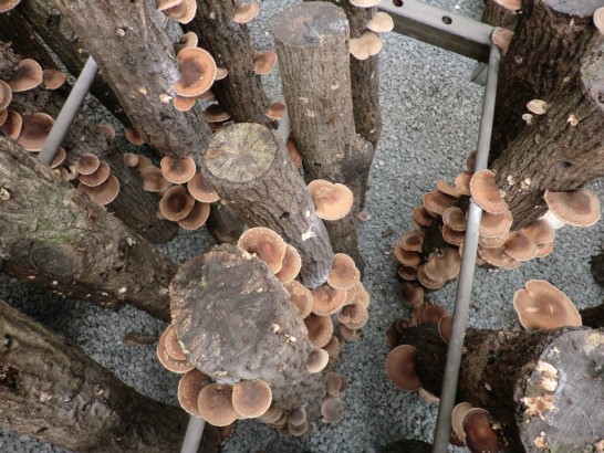 高槻しいたけセンターのしいたけたくさん