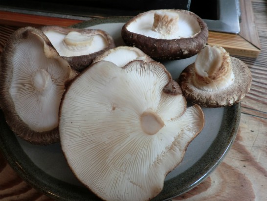 高槻しいたけセンター採りたてしいたけ