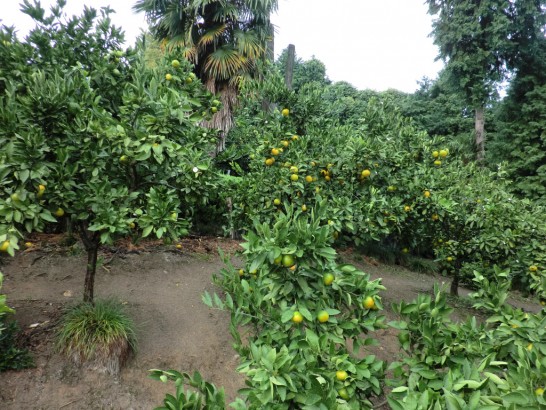 城山オレンヂ園みかん畑