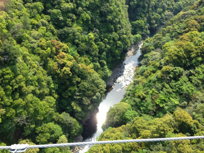 照葉大吊橋下の景色