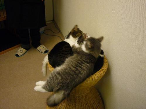 ねこの部屋１０