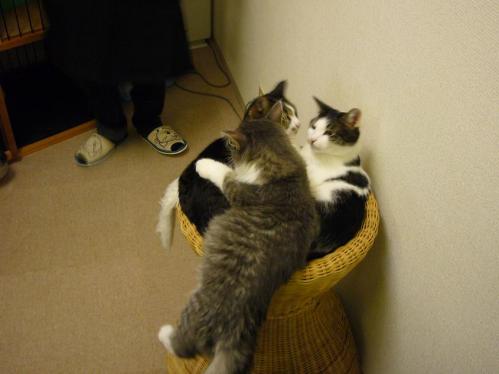 ねこの部屋１１