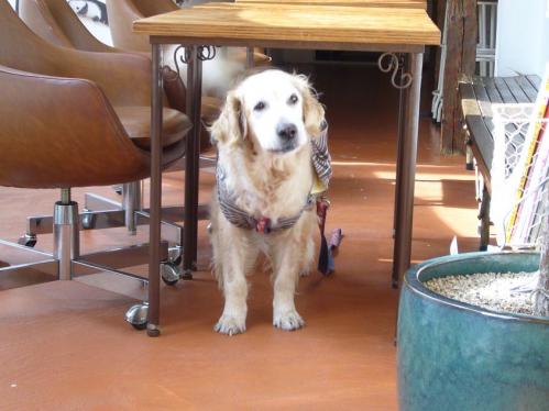 モルカフェ_ぴーちゃん