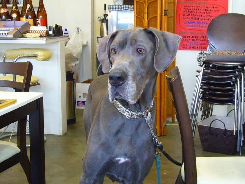 ワンバナ_ファルコン