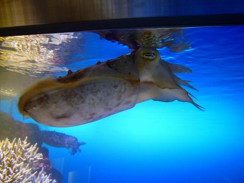 鳥羽水族館３