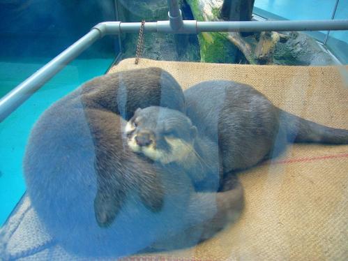 鳥羽水族館１３