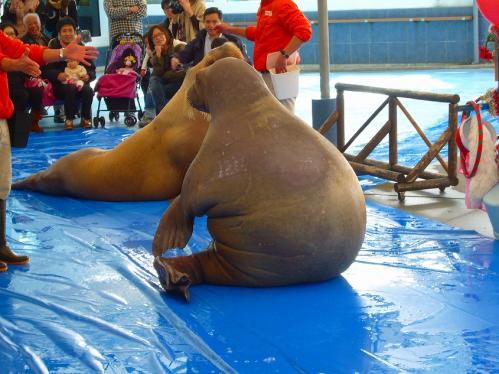 鳥羽水族館１４