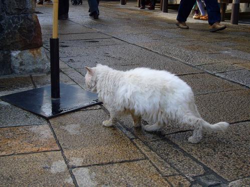 おかげ横丁_野良猫