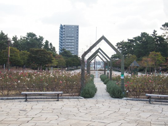 浜寺公園_噴水前のバラ