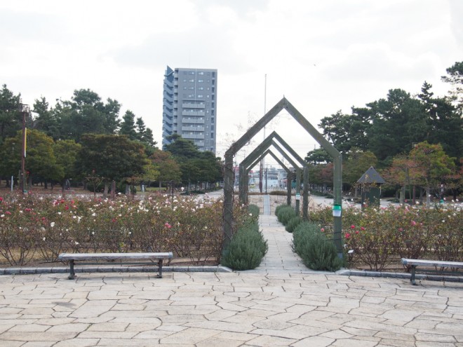 浜寺公園_薔薇