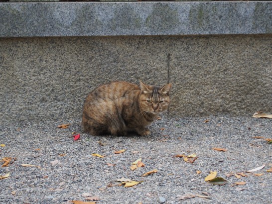 大鳥大社_キジ猫