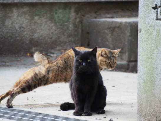 大鳥大社_伸びする猫