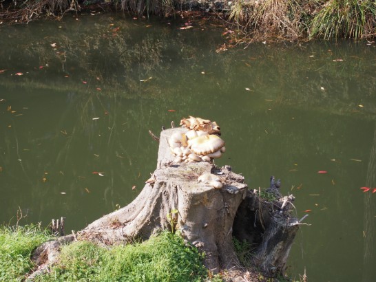 仁徳天皇陵_巨大キノコ