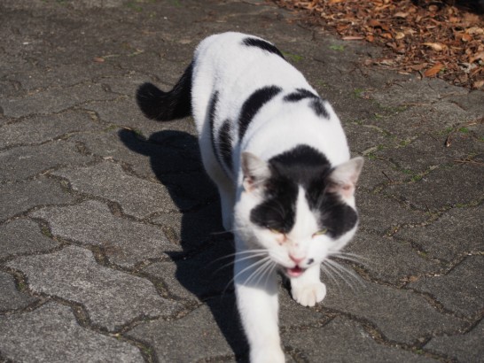 仁徳天皇陵の懐こい猫