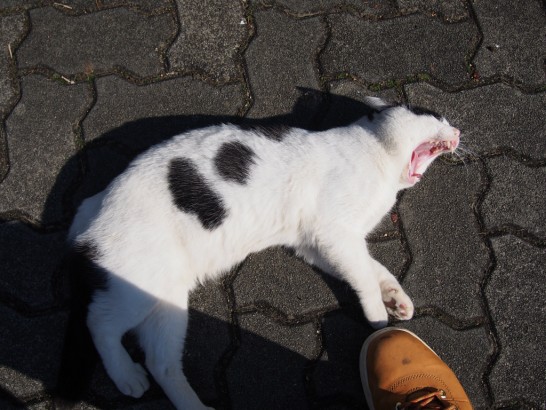 仁徳天皇陵_の野良猫