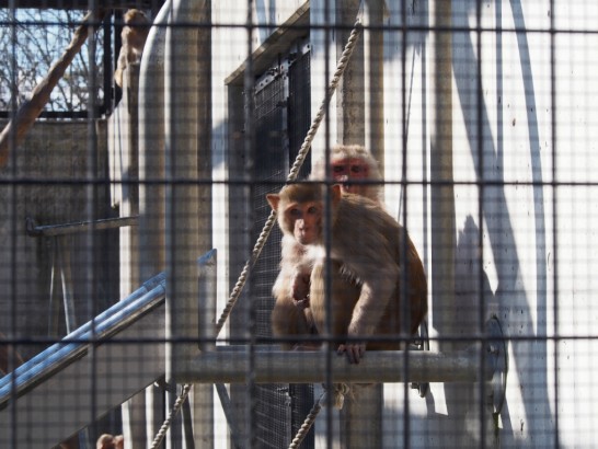 大浜公園こっちを見る猿