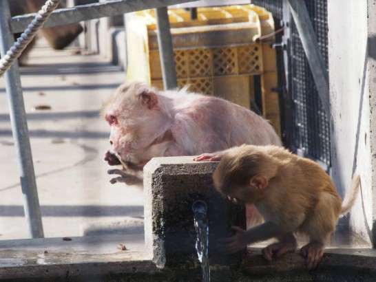大浜公園の水飲み子猿