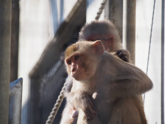 大浜公園の毛づくろい猿２