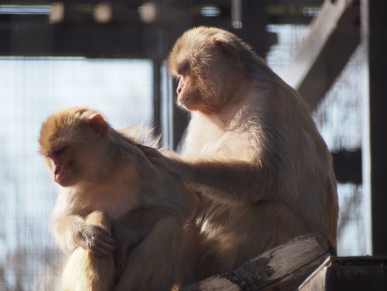 大浜公園毛づくろいする猿