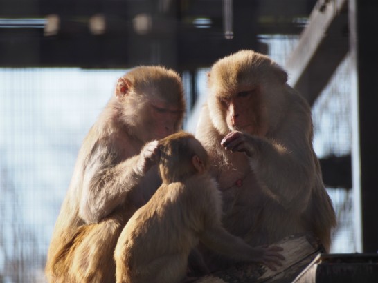 大浜公園の親子猿（予想）