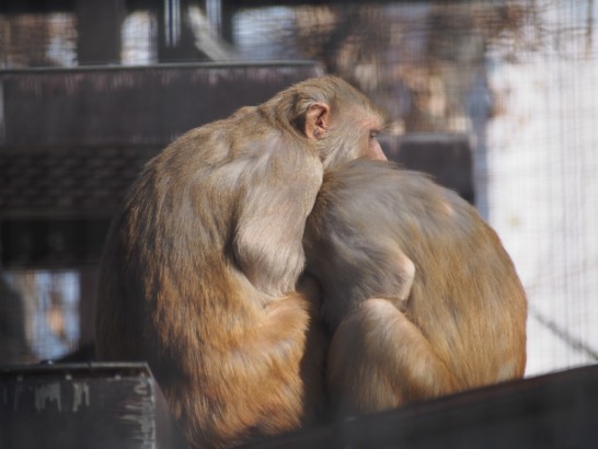 大浜公園の寄り添う猿