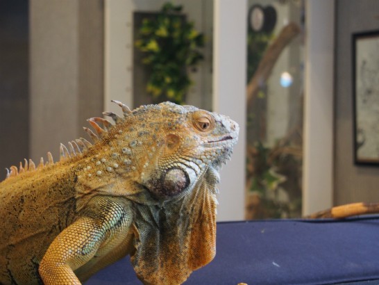 ロックスター_顎がひらひらしたトカゲ