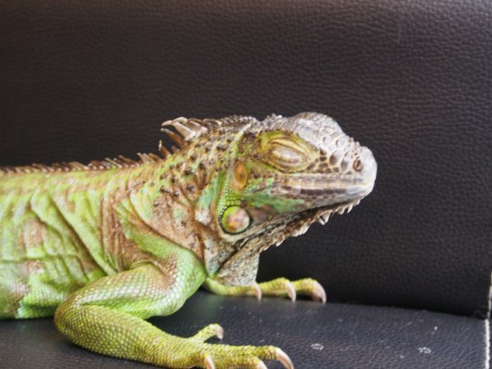 ロックスター_目をつぶるトカゲ