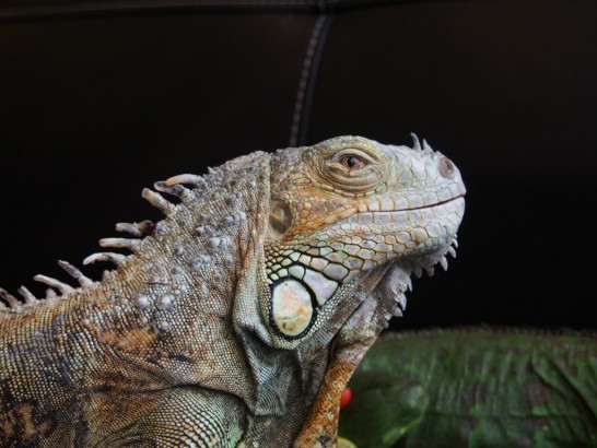 ロックスター_置物みたいなトカゲ