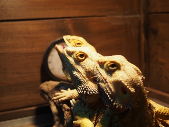 ロックスター_トカゲ三連星