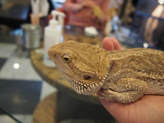 ロックスター_手乗りトカゲ