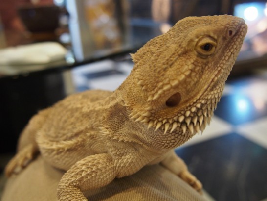 ロックスター_フトヒゲアゴトカゲ